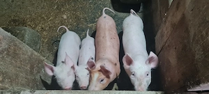 Purcei Marele Alb  - imagine 2