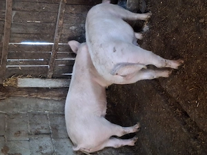 Porci 40-45 kg ,100-130 kg  - imagine 3