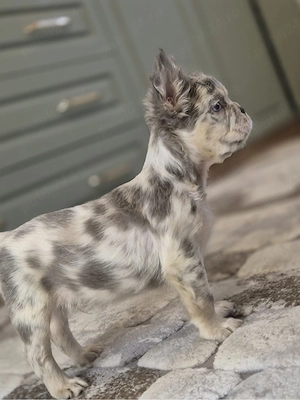 bulldog francez fluffy - imagine 4