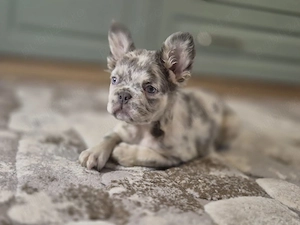 bulldog francez fluffy - imagine 3