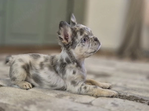 bulldog francez fluffy - imagine 2