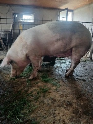 Vind scroafă gestantă. 