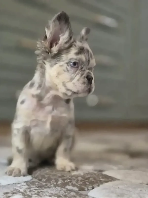 bulldog francez fluffy