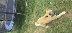 catelusa superba husky  akita - imagine 2