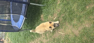 catelusa superba husky  akita - imagine 3