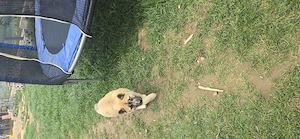 catelusa superba husky  akita