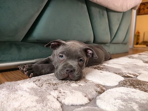 american bully pocket - imagine 4