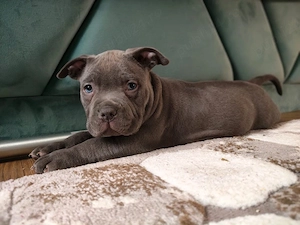 american bully pocket - imagine 3