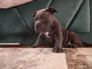 american bully pocket