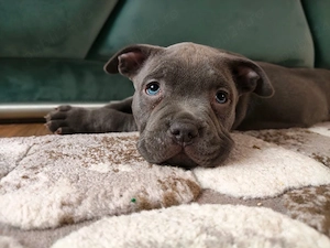 american bully pocket - imagine 2