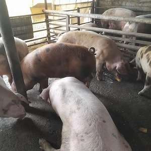 Porci de tara - imagine 2