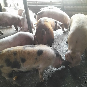 Porci de tara - imagine 3