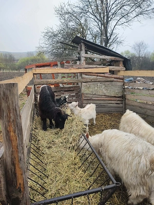 Vand 3 capre cu 2 iezi 