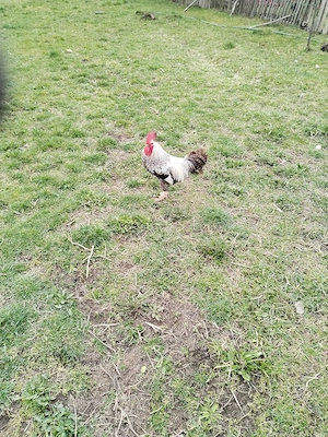 Cocoși tineri de vânzare 