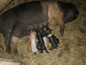 Vând scroafa bazna fatata 