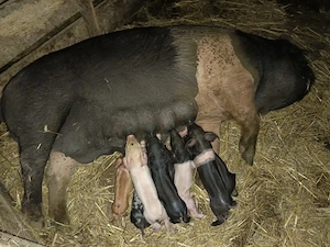 Vând scroafa bazna fatata  - imagine 2