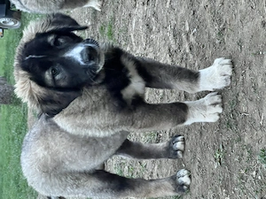 Catei ciobanesc romanesc din parinti cu pedigree