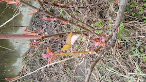 Casa zonă deeosebită , cetate