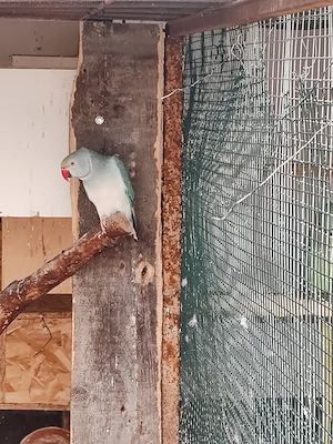 Vând femela micul Alexandru cap coada 