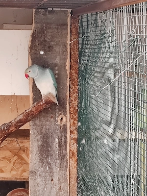 Vând femela micul Alexandru cap coada  - imagine 2