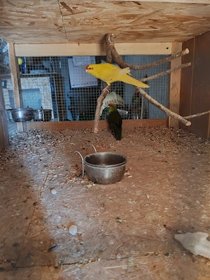 Vând pereche kakariki 