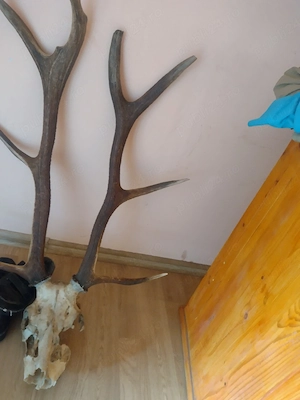 vand trf COARNE original