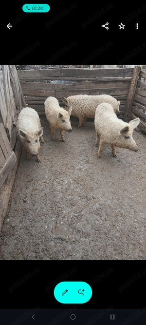 Grăsuni de vânzare! 