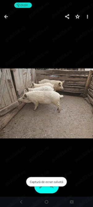 Grăsuni de vânzare!  - imagine 4