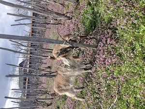 Iezi de vânzare!! Gorj