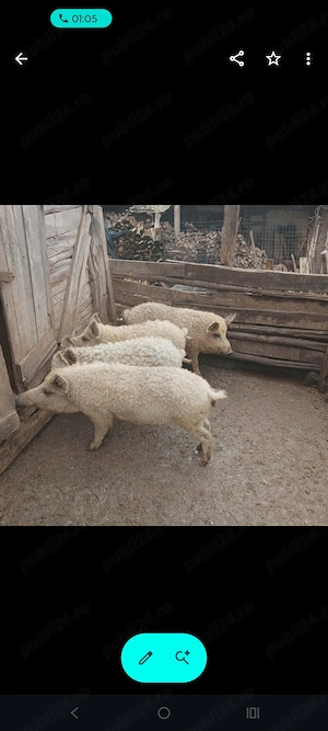 Grăsuni de vânzare!  - imagine 5