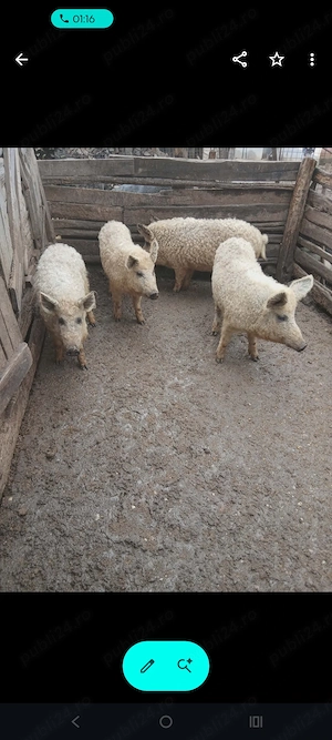 Grăsuni de vânzare!  - imagine 2