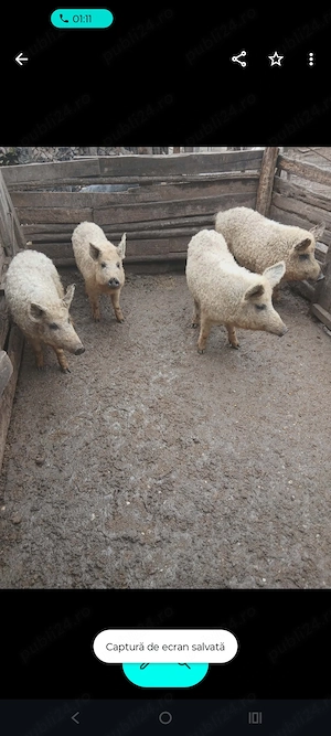 Grăsuni de vânzare!  - imagine 3