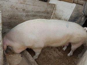 Porc de vânzare 