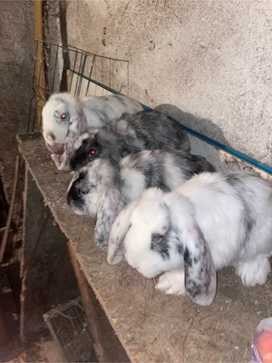 Iepuri Berbec German 