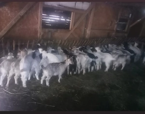 Iezii de vanzare pentru Paște sau de prasila 