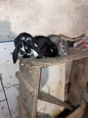 Iepuri Berbec German !