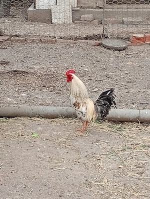 Cocoș pitic de vânzare 