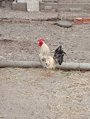 Cocoș pitic de vânzare  - imagine 2