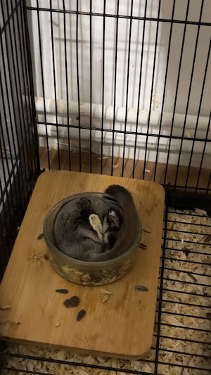 Vând veverita marsupiala  - imagine 4