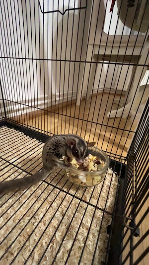 Vând veverita marsupiala  - imagine 3