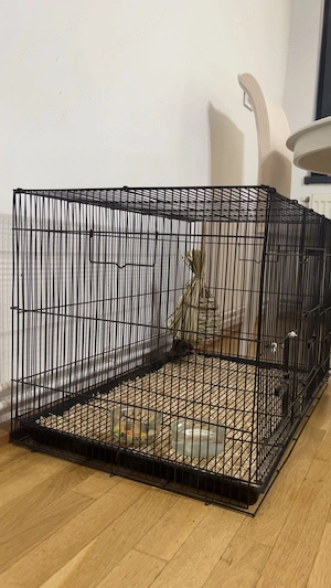 Vând veverita marsupiala  - imagine 2