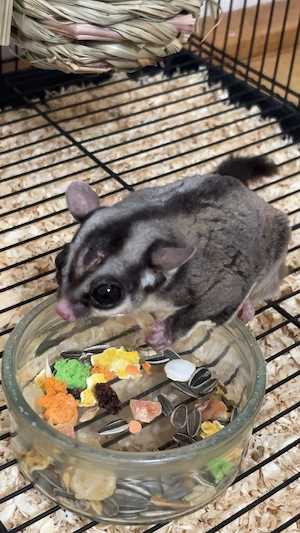 Vând veverita marsupiala 