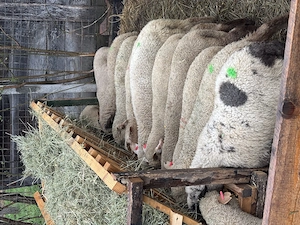 Miei pentru Paște 16 27 kg, naturali, fără concentrate, Harghita - imagine 2