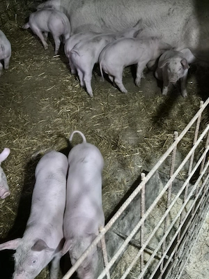 vand purcei - imagine 2