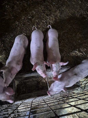 vand purcei - imagine 3