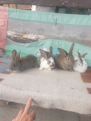 Vand iepuri femela si mascul 