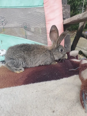 Vand iepuri femela si mascul  - imagine 5