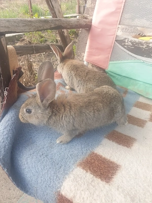 Vand iepuri femela si mascul  - imagine 2