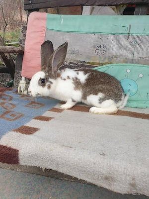 Vand iepuri femela si mascul  - imagine 4