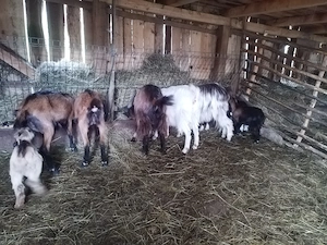 Capre cu iezi de vanzare!  - imagine 2